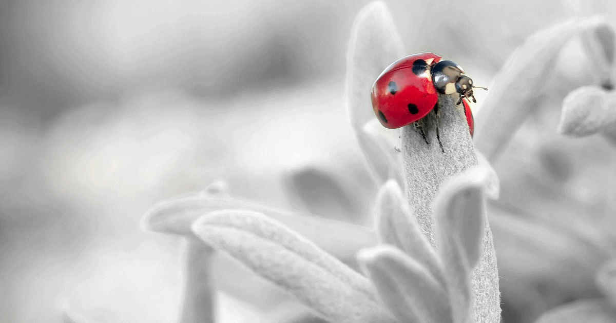 сладка торта